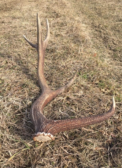 ...zhod od prečínskeho zhodara...