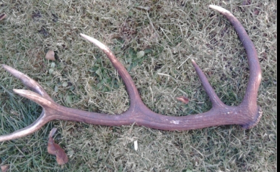 ...na lúčke zelenej...