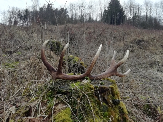 ...dvanásťtorák co poteší...