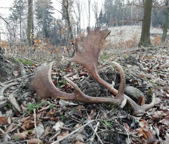 ...danielia ozdoba...