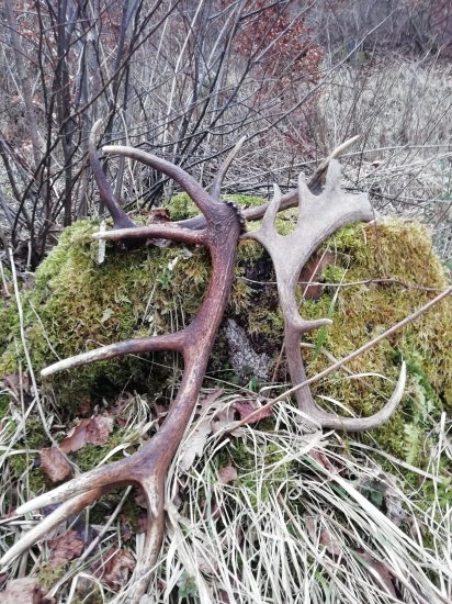 ...osmáčik, dvanásťtorák a lopatka...