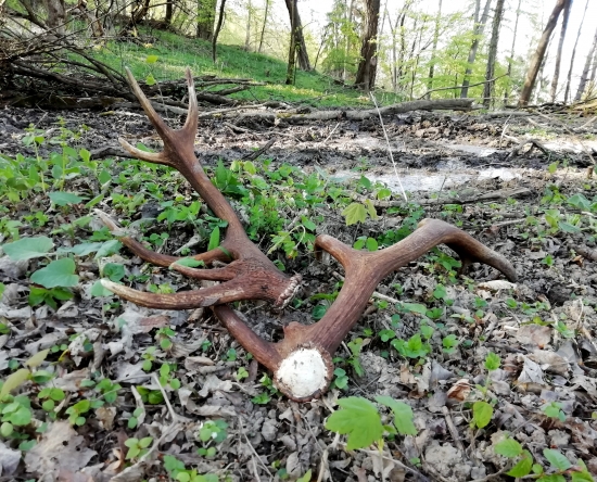 ... nepravidelný dvanásťtorák...