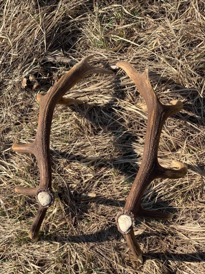 ...taká slušná pára...