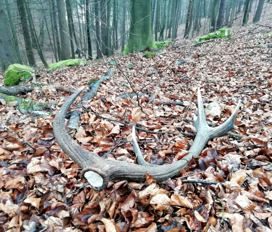 ...čerstvý voňavý...