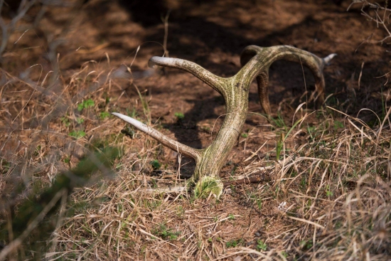 ...polezal si troška dlhšie...