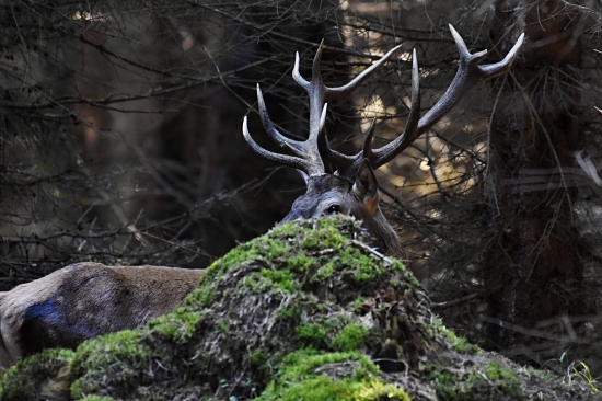 Myslel, že ho nevidím.