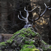 Myslel, že ho nevidím.