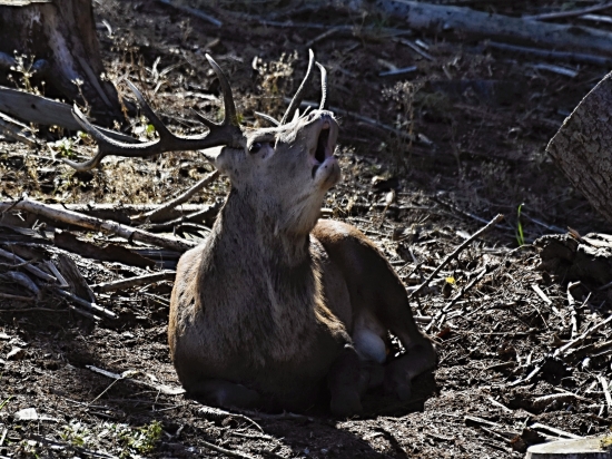 Trubač- i při siestě o sobě musí dát vědět.