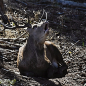 Trubač- i při siestě o sobě musí dát vědět.