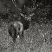 Svítání a korunový dvanácterák