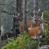 Na jelením chodníčku