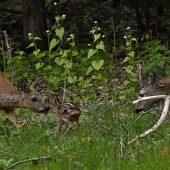První srnče - pyšný taťka kontroluje