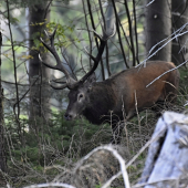 Nerovný čtrnácterák