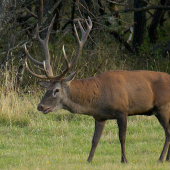 Jeleň lesný