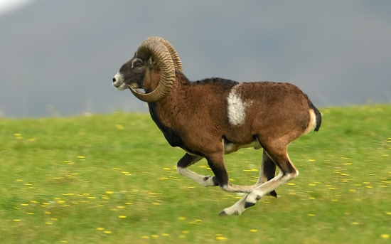 ZAČALA RUJA