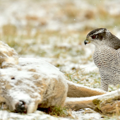 Jastrab veľký na uhynutom srncovi