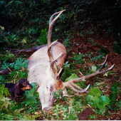 Na Fabovej Holi aj s jazvečicou Frikou