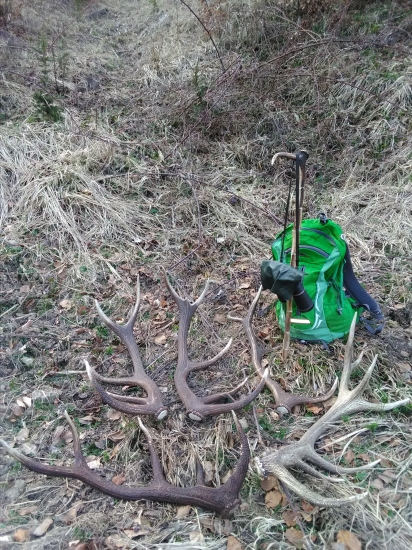 nedela po chovatelskej prehliadke.