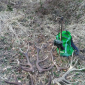 nedela po chovatelskej prehliadke.