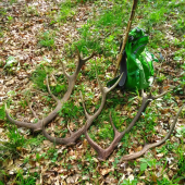 Celkom slušné na 1.mája