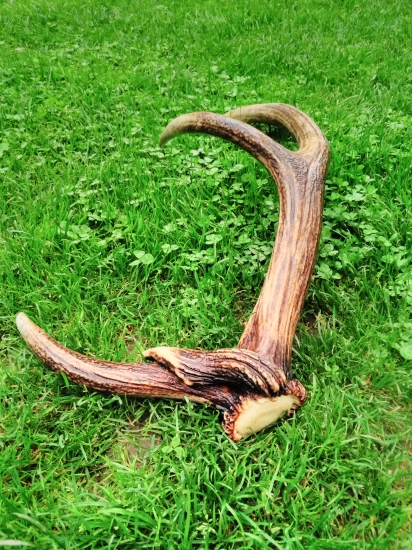 čo to po ňom lezie slimák?