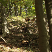 Kamzíky v lese nad Blatnicou