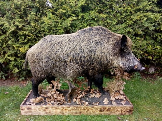Kanček