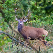 Nepravidelný desatorák
