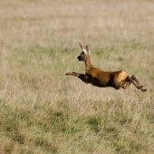 Letiaca do teplých krajín