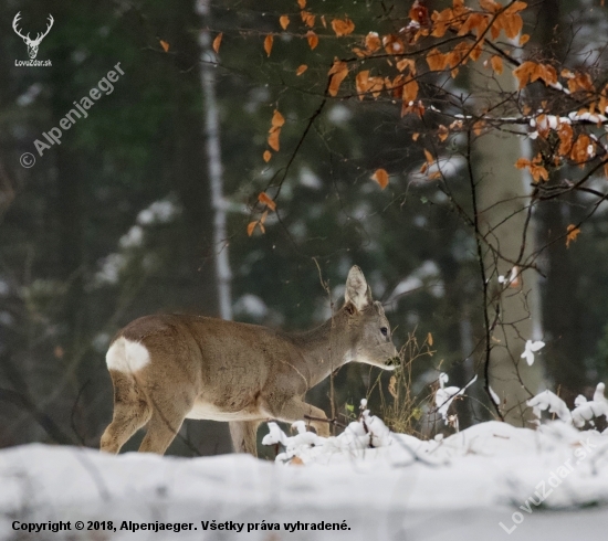 Capreolus capreolus