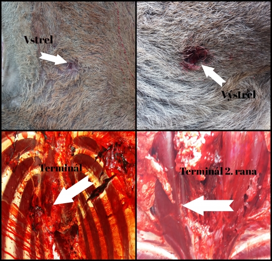 Hornady ELD-X 145 gr. 270 W
