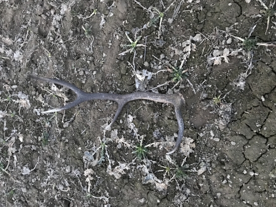 Poobedňajšia prachádzka