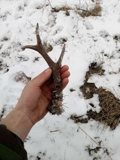 Srnčie  podakovanie