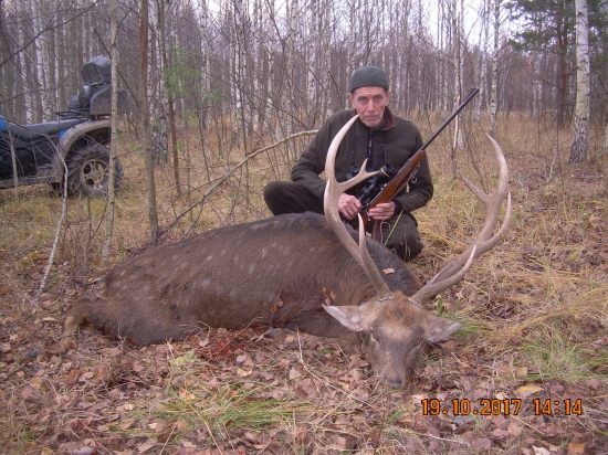 jeleň sika v Rusku