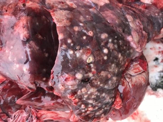 čo je to?, pľúca diviačaťa