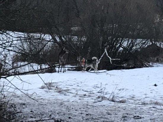 stavanie a hlásenie