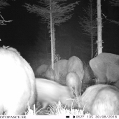 na nase podmienky dobra nadielka