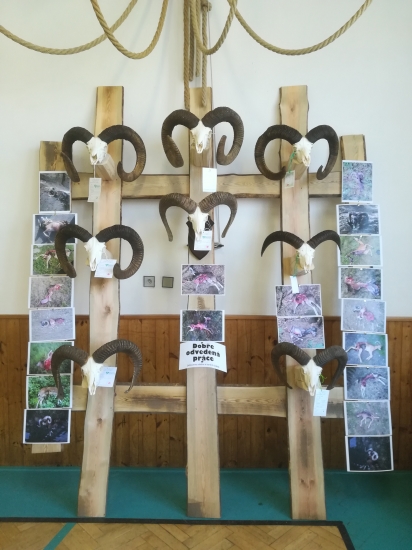 ČR-okr. Náchod. Dílo vlků v honitbě MS Bor-Machov a zlikvidování mufloní zvěře.