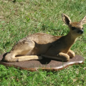 Srnča