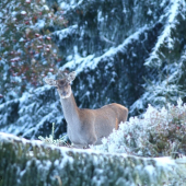 Ruja v bielych perinách
