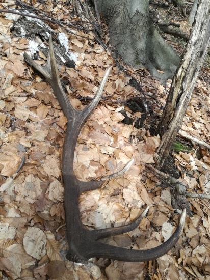 fotka k ID:332370 ako boli najdene ;-)