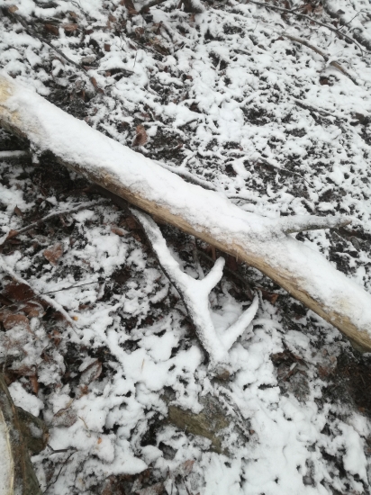 Úspešný štart do nového roku 2019 dnes 2 ks ;-) 12 a 8