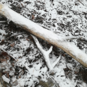 Úspešný štart do nového roku 2019 dnes 2 ks ;-) 12 a 8