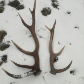 Novorocne k  ID:344102