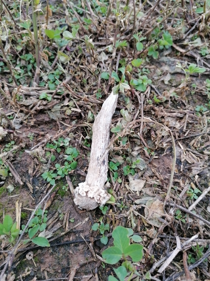 Dnes už trošku väčši :-)