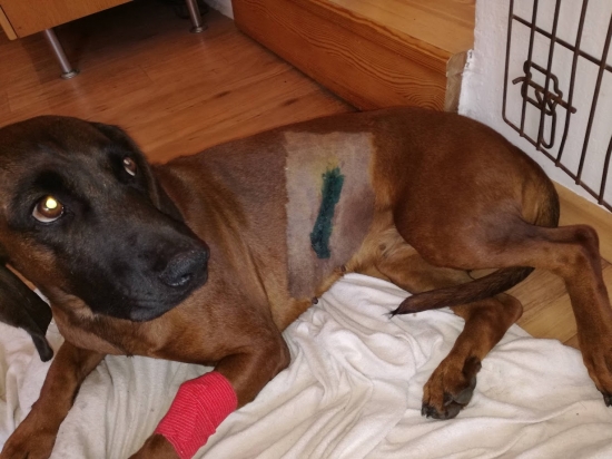 Naháňková sezona nezačala dobře.