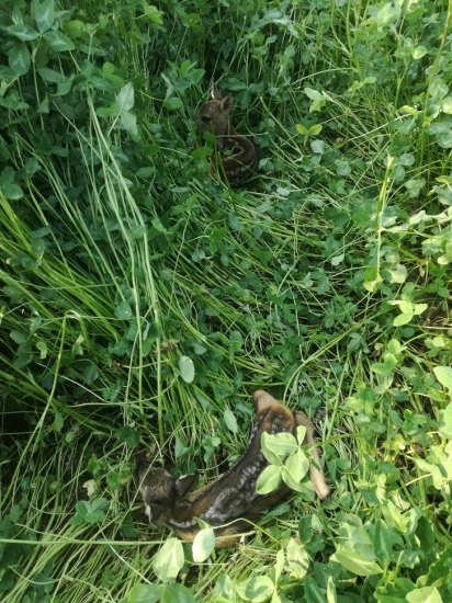 Snad zachránění sourozenci