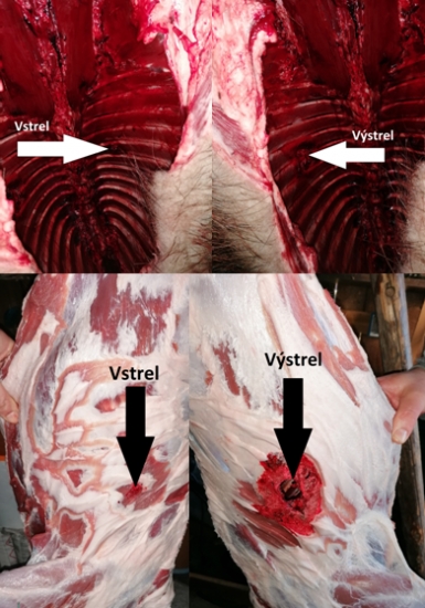 Norma BONDSTRIKE 11,7g - 308 Win.