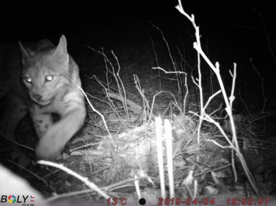 Lynx lynx