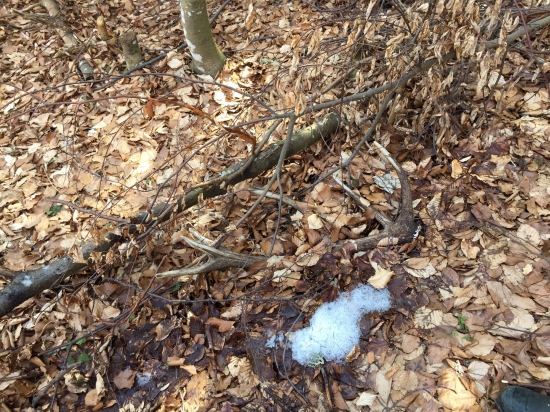 Minuloročný 12 torák